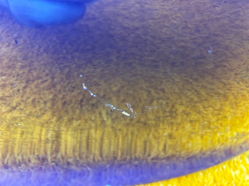 бампер, 2400 рублей, Красноярск