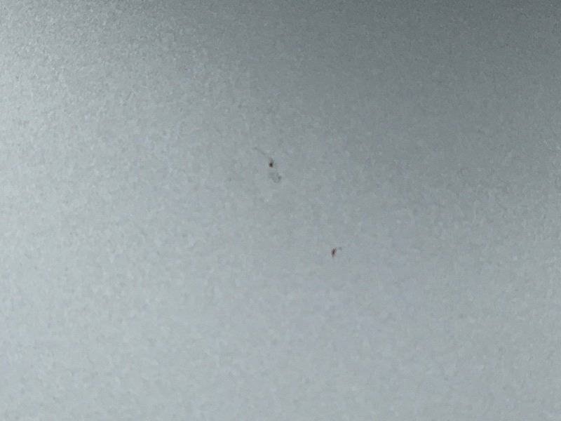 капот, 20000 рублей, Красноярск