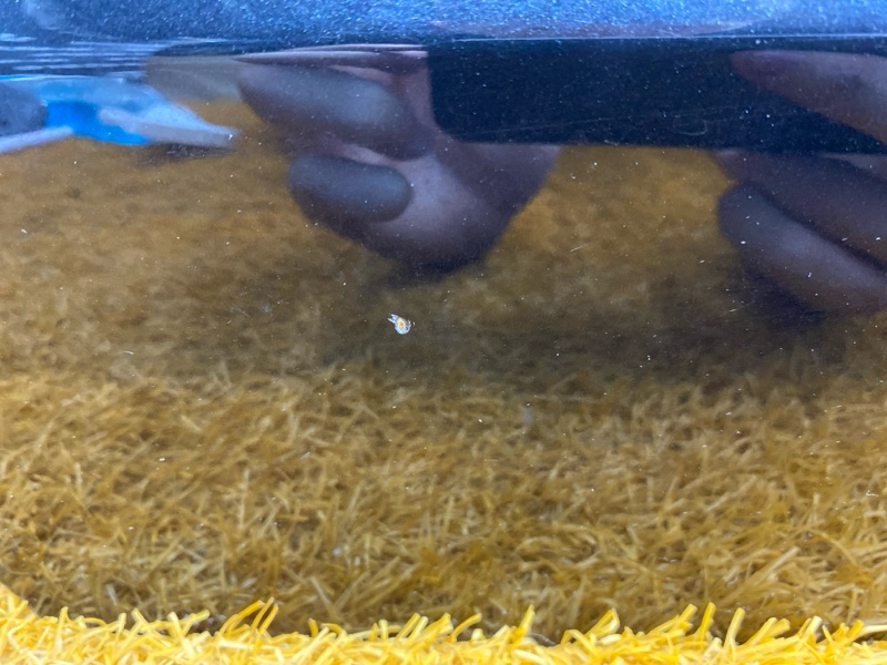 дверь, 17000 рублей, Красноярск