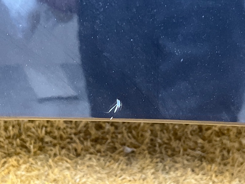 капот, 30000 рублей, Красноярск