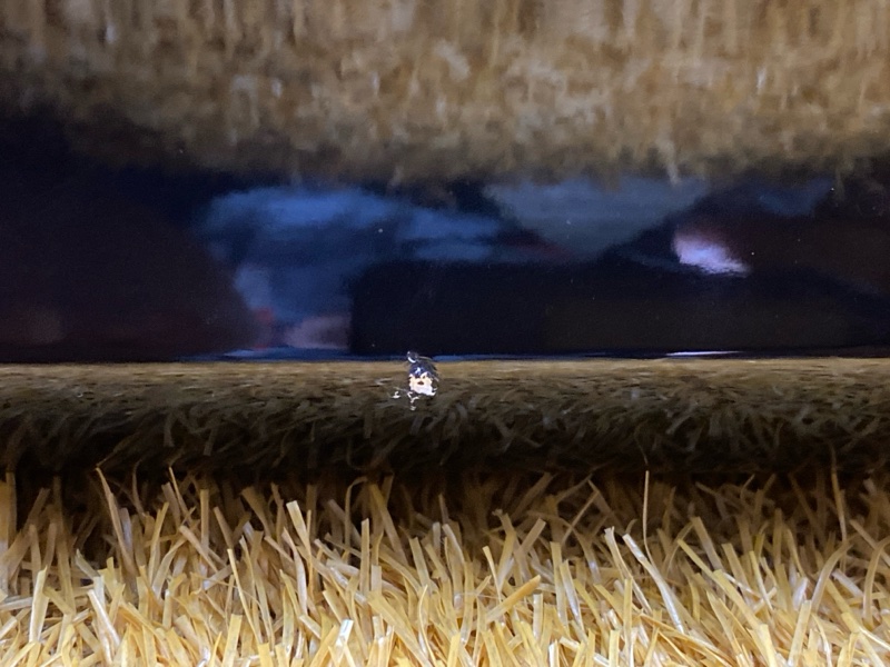 бампер, 6000 рублей, Красноярск