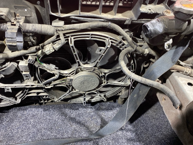 Nose cut, 38000 рублей, Солонцы