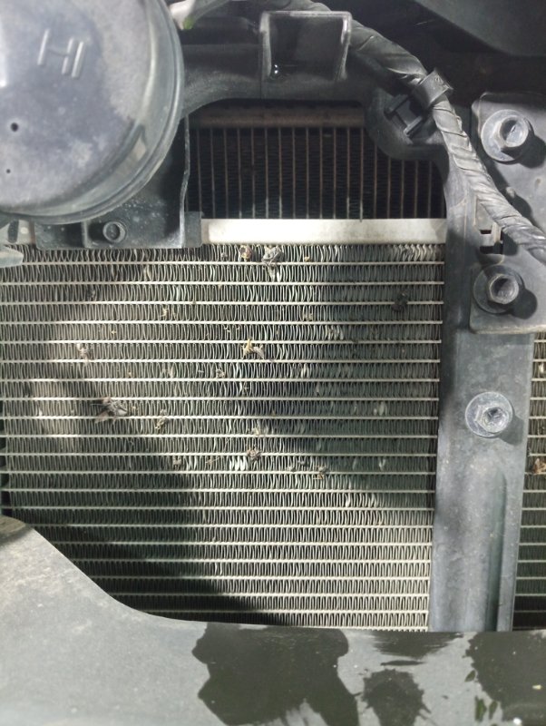 Радиатор охлаждения двигателя, 8000 рублей, Владимир