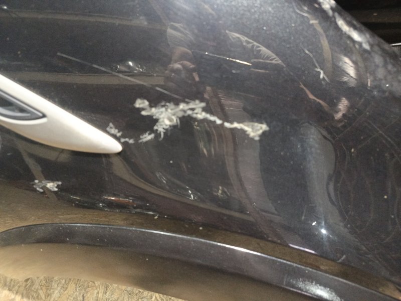 Ноускат, 155000 рублей, Владимир