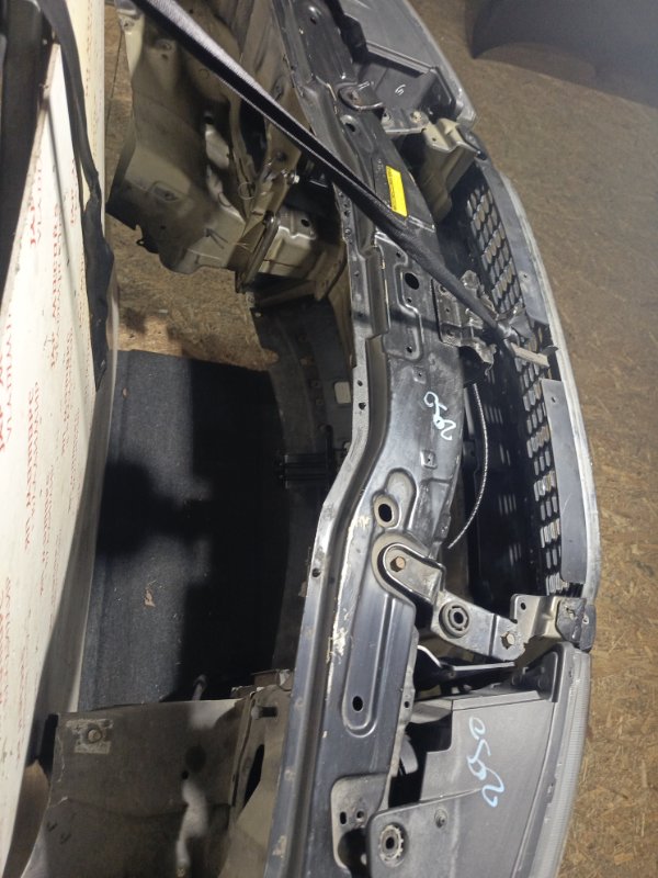 Ноускат, 155000 рублей, Владимир