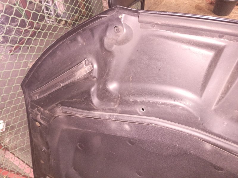 Ноускат, 155000 рублей, Владимир