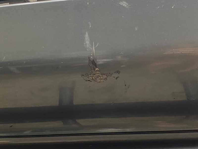 Бампер, 1900 рублей, Калининград