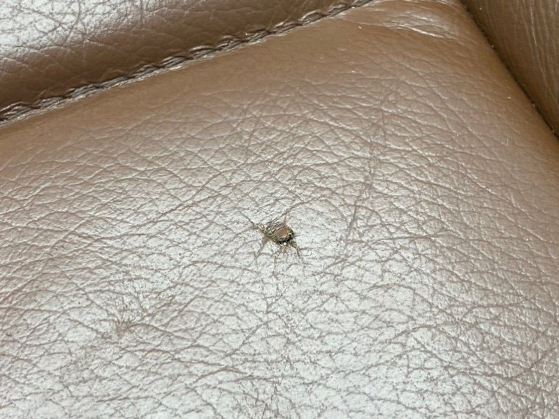 Сидения, 40400 рублей, Калининград