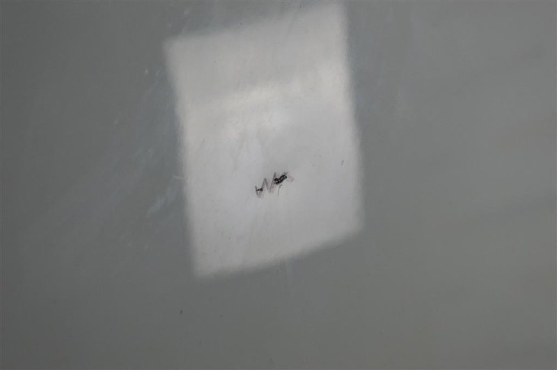 Капот, 6500 рублей, Москва