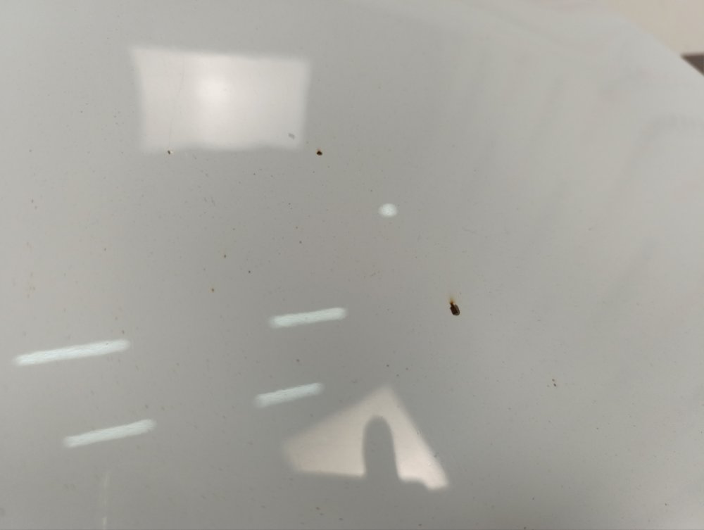 Капот, 38000 рублей, Москва