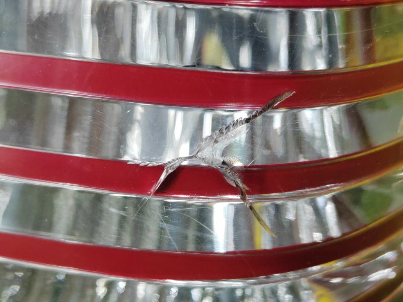 Стоп-сигнал, 350 рублей, Красноярск