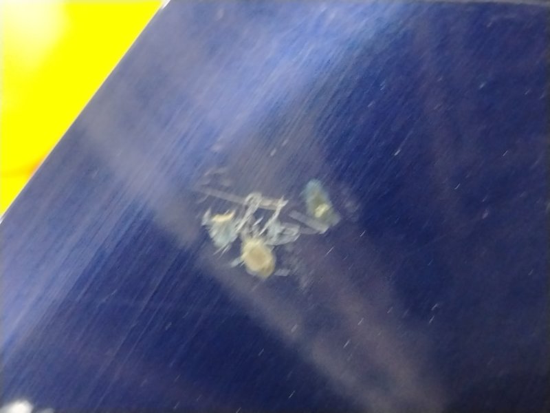 Крыло, 4000 рублей, Красноярск